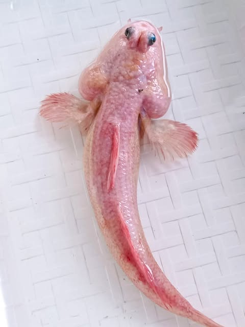 Chuyện lạ miền T&acirc;y:Bắt được c&aacute; th&ograve;i l&ograve;i hồng hiếm gặp g&acirc;y x&ocirc;n xao cộng đồng mạng - Ảnh 1.