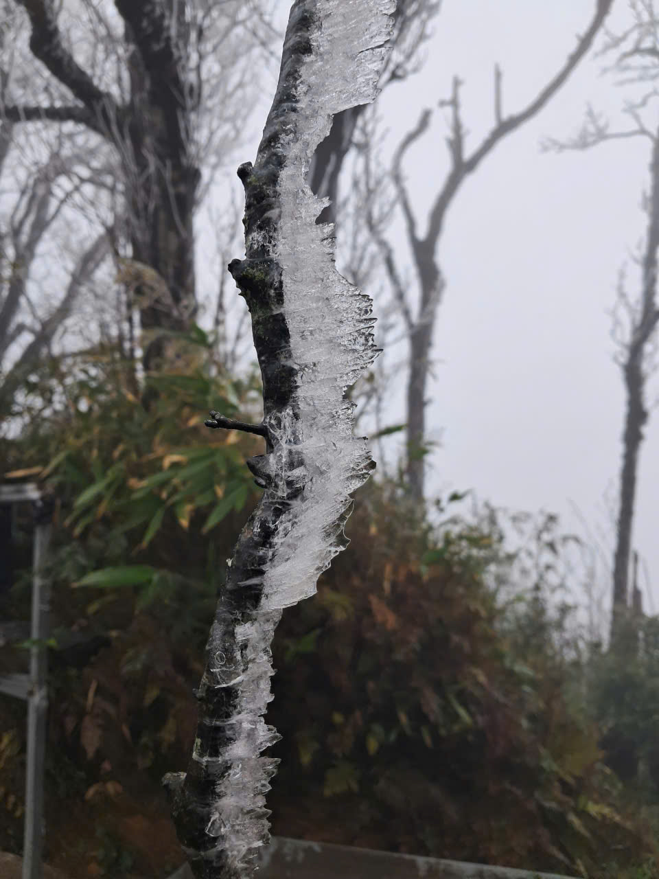 Băng giá phủ trắng đỉnh núi Phja Oắc ở Cao Bằng- Ảnh 2.