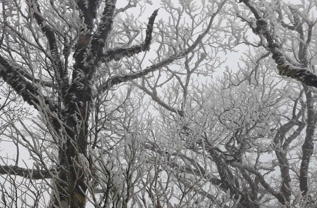 Băng giá phủ trắng đỉnh núi Phja Oắc ở Cao Bằng- Ảnh 1.