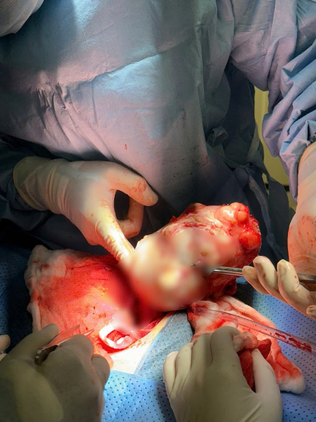 - Ảnh 2. - Ảnh 2.