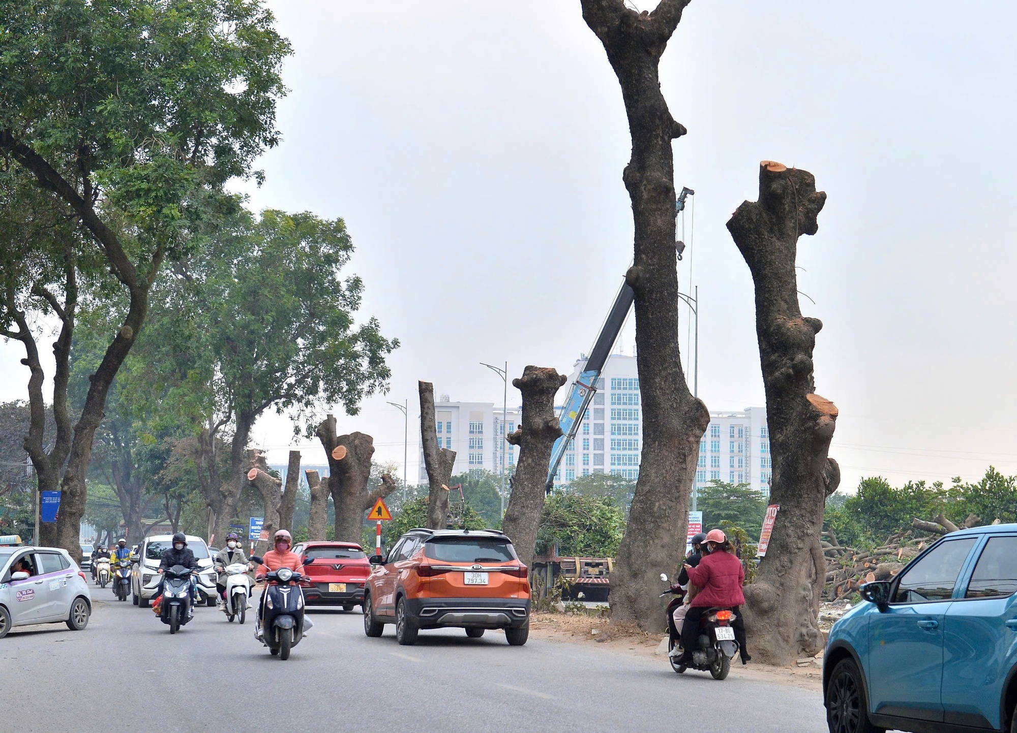 Chặt hạ, dịch chuyển h&agrave;ng x&agrave; cừ cổ thụ tr&ecirc;n đường 70 - Ảnh 3.