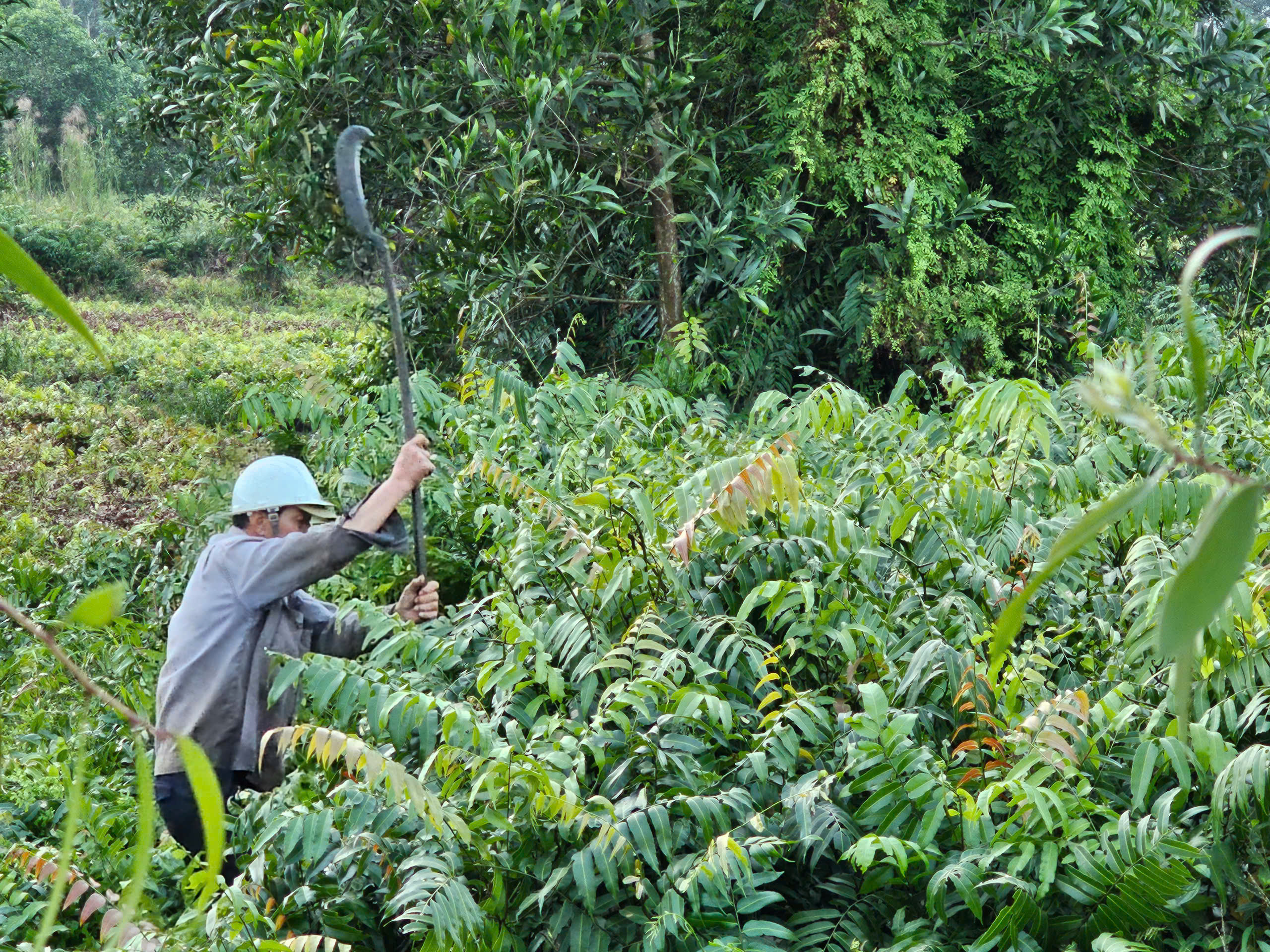 Mưu sinh bằng rau choại:Những phận đời tự lực c&aacute;nh sinh b&ecirc;n lề đường Trần Văn Gi&agrave;u - Ảnh 5.