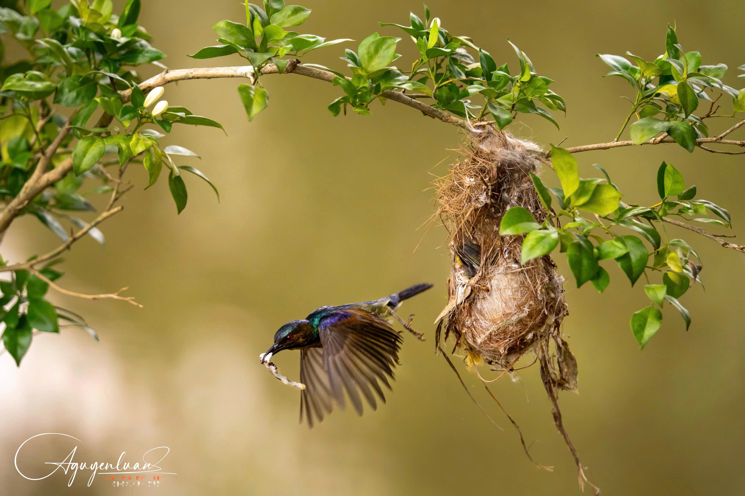 Khoảnh khắc hiếm gặp của chim hút mật mớm mồi bên trong chùa ở Đồng Tháp - Ảnh 6.