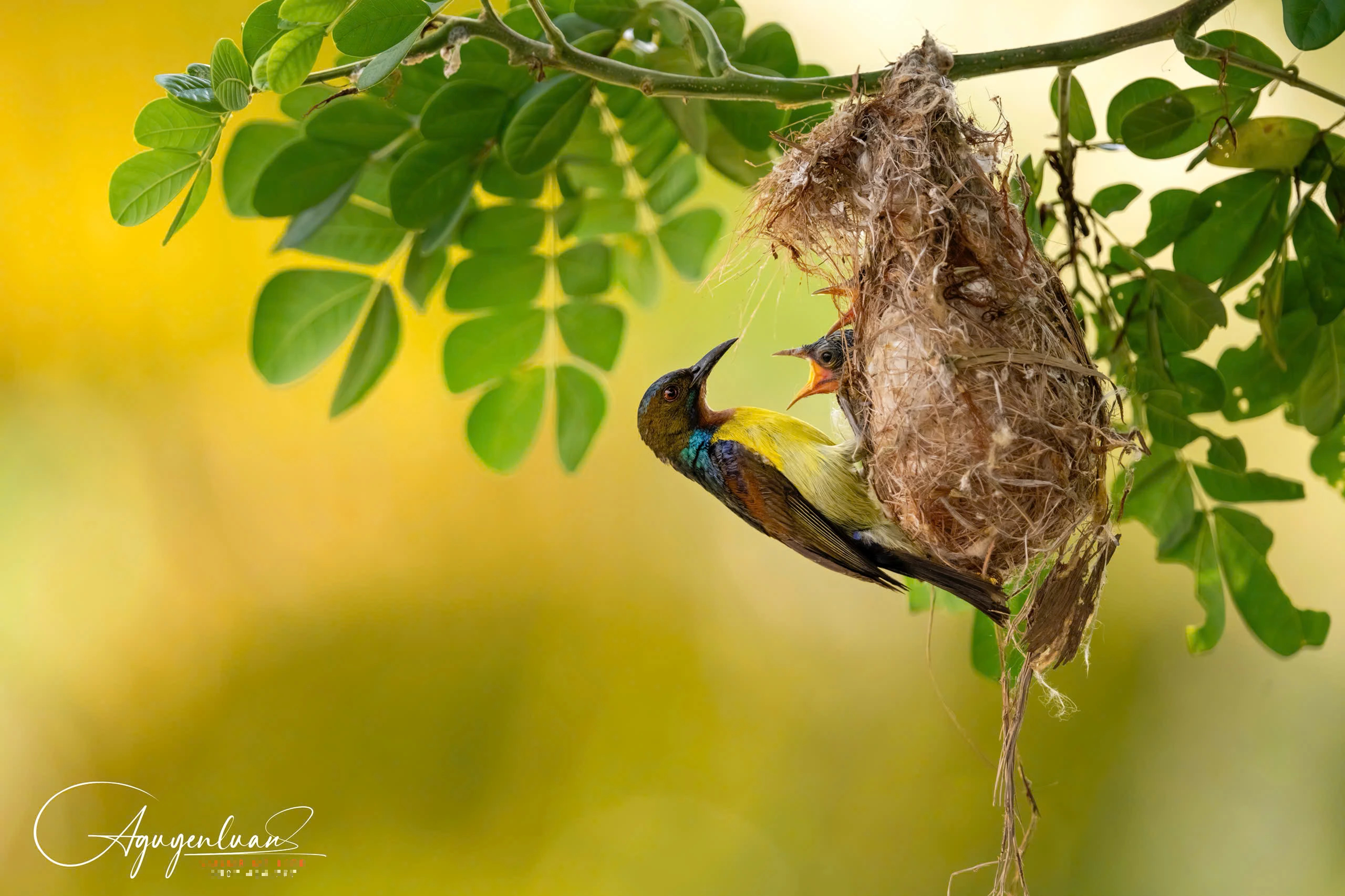 Khoảnh khắc hiếm gặp của chim hút mật mớm mồi bên trong chùa ở Đồng Tháp - Ảnh 7.