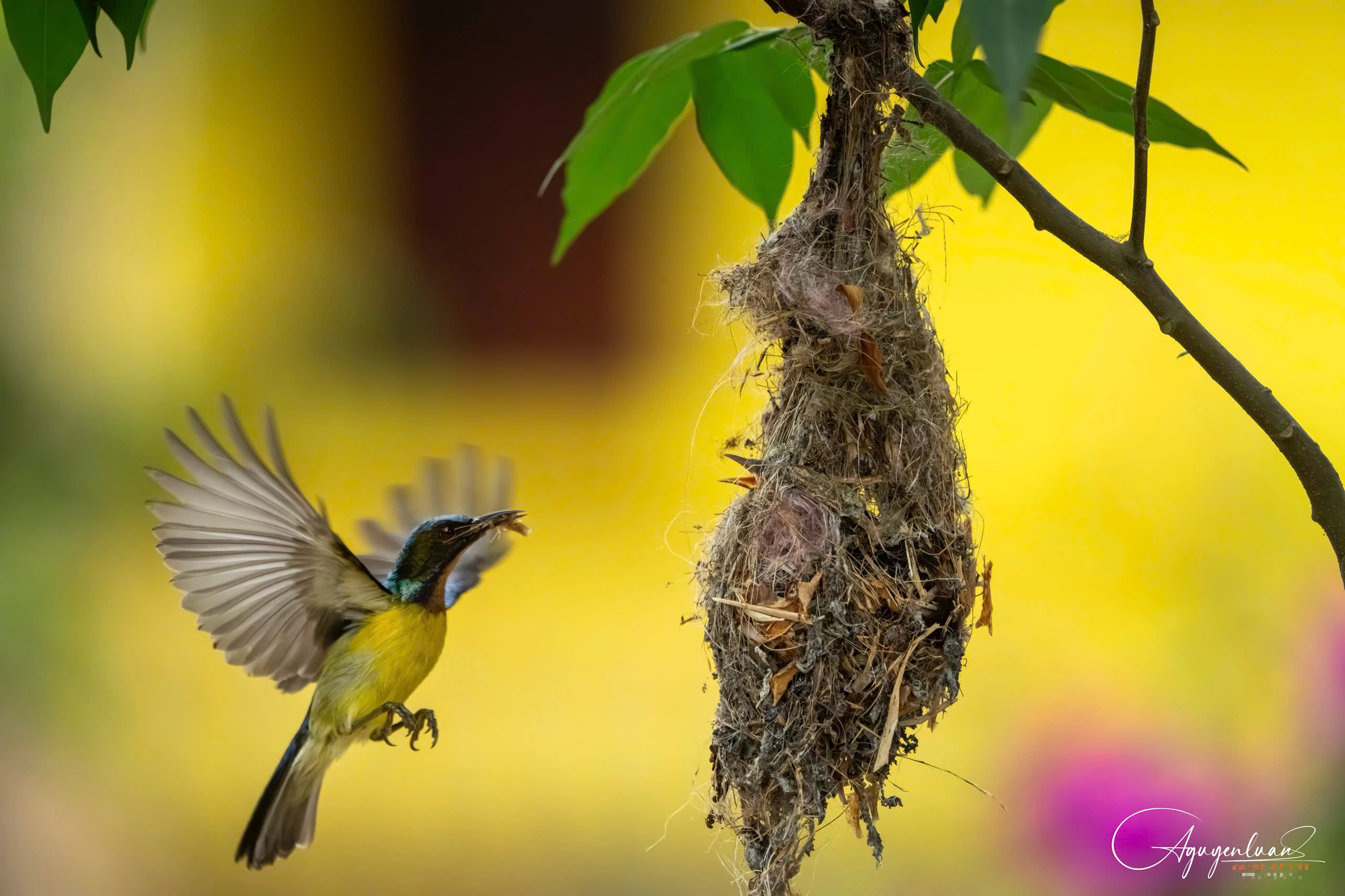 Khoảnh khắc hiếm gặp của chim hút mật mớm mồi bên trong chùa ở Đồng Tháp - Ảnh 5.