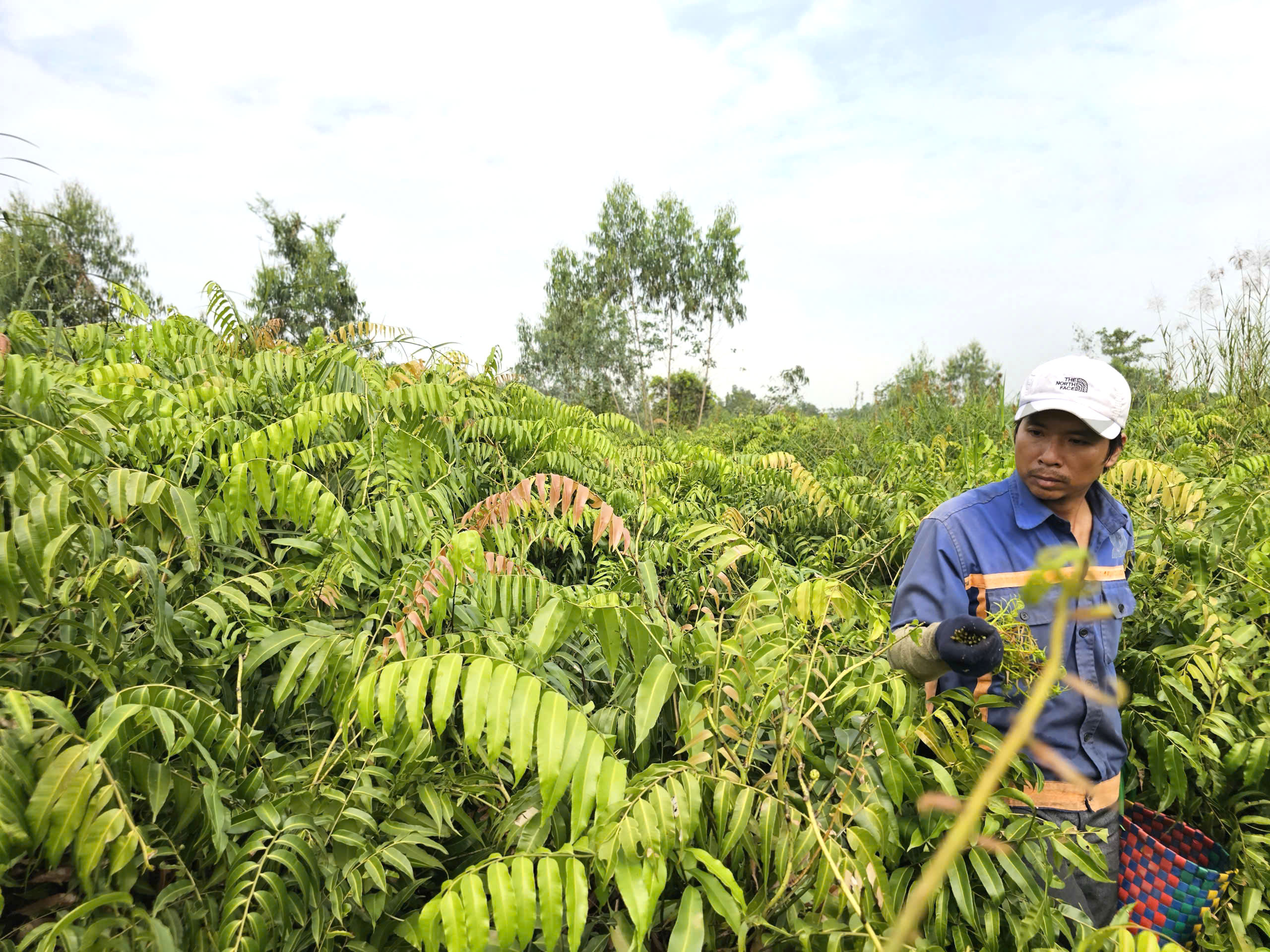 Mưu sinh bằng rau choại:Những phận đời tự lực c&aacute;nh sinh b&ecirc;n lề đường Trần Văn Gi&agrave;u - Ảnh 7.