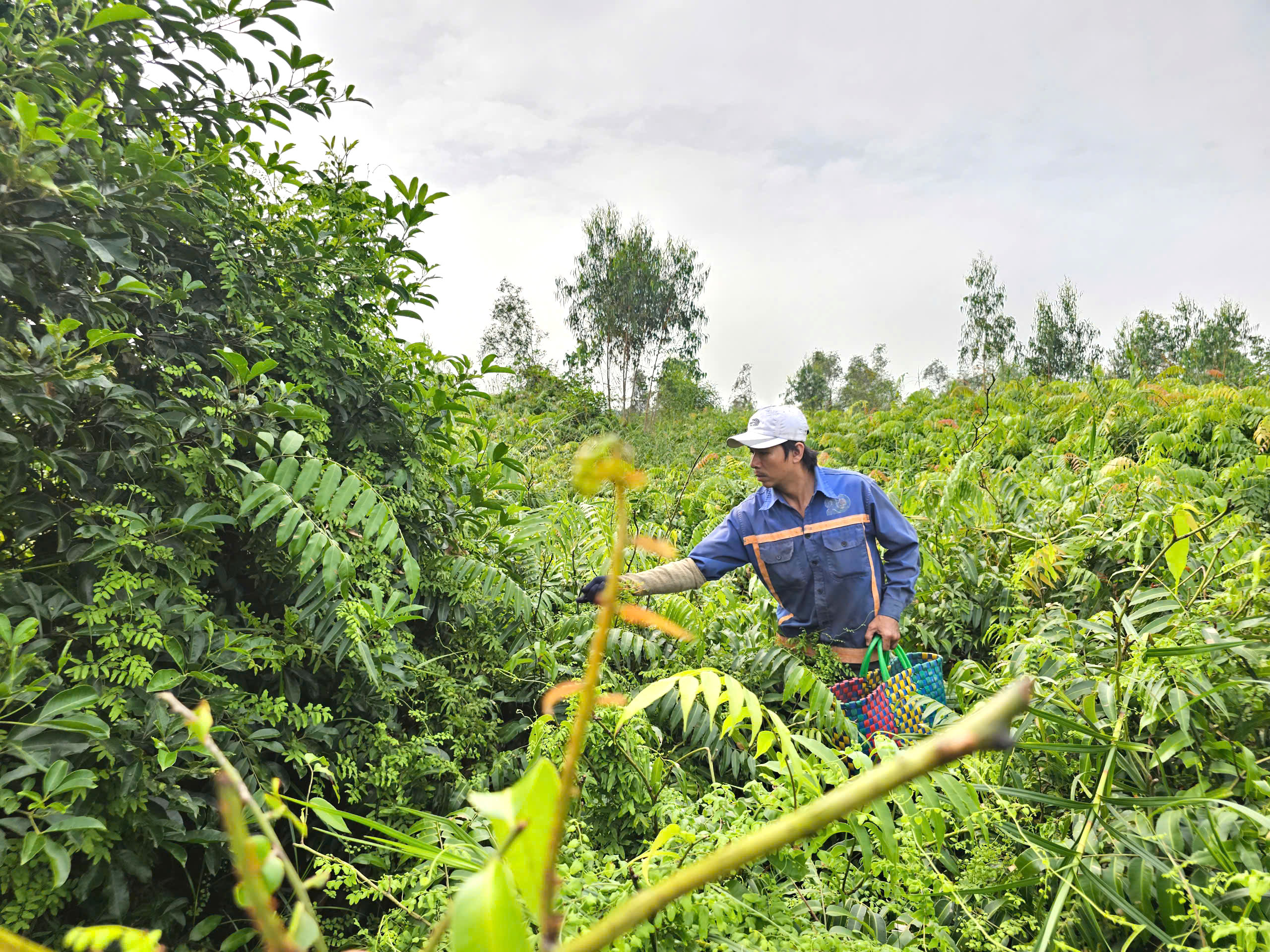 Mưu sinh bằng rau choại:Những phận đời tự lực c&aacute;nh sinh b&ecirc;n lề đường Trần Văn Gi&agrave;u - Ảnh 6.