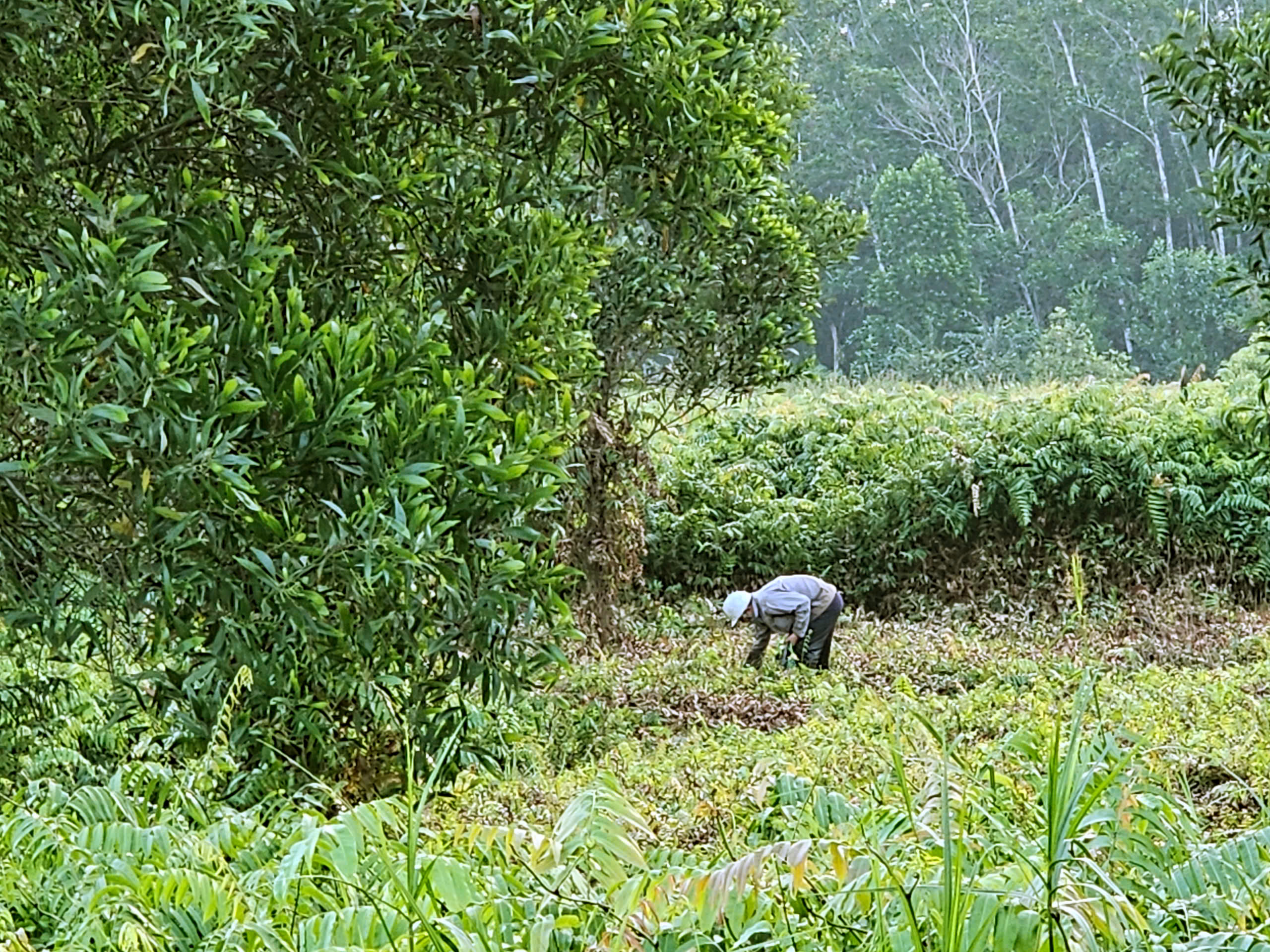 Mưu sinh bằng rau choại:Những phận đời tự lực c&aacute;nh sinh b&ecirc;n lề đường Trần Văn Gi&agrave;u - Ảnh 4.