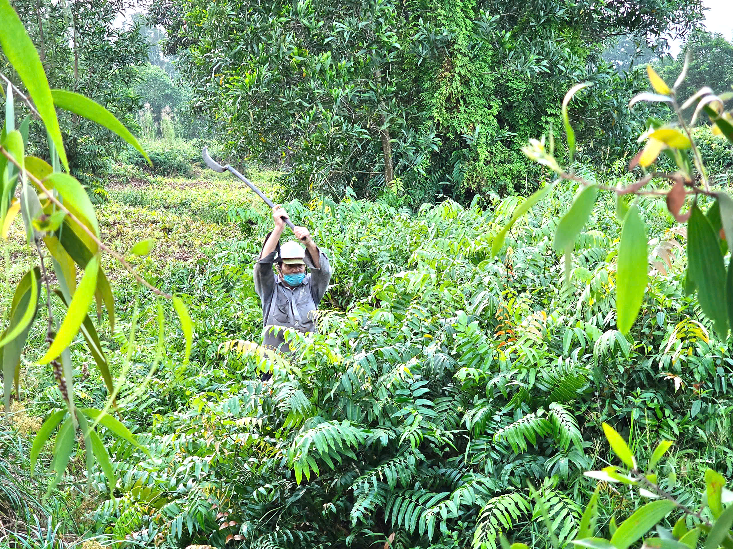 Mưu sinh bằng rau choại:Những phận đời tự lực c&aacute;nh sinh b&ecirc;n lề đường Trần Văn Gi&agrave;u - Ảnh 1.