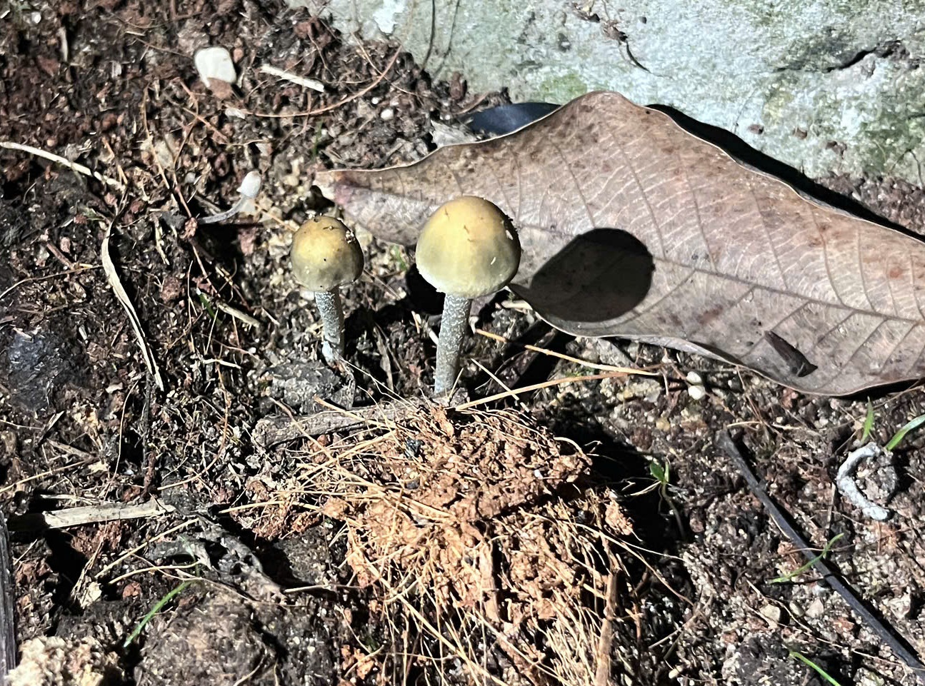 Ngộ Độc Do Nhầm Nấm Rơm Với Nấm Dại: Bác Sĩ Lên Tiếng Cảnh Báo Nhầm Nấm Dại Là Nấm Rơm, Người Phụ Nữ Bị Ngộ Độc, Nhập Viện Cấp Cứu - Ảnh 2.