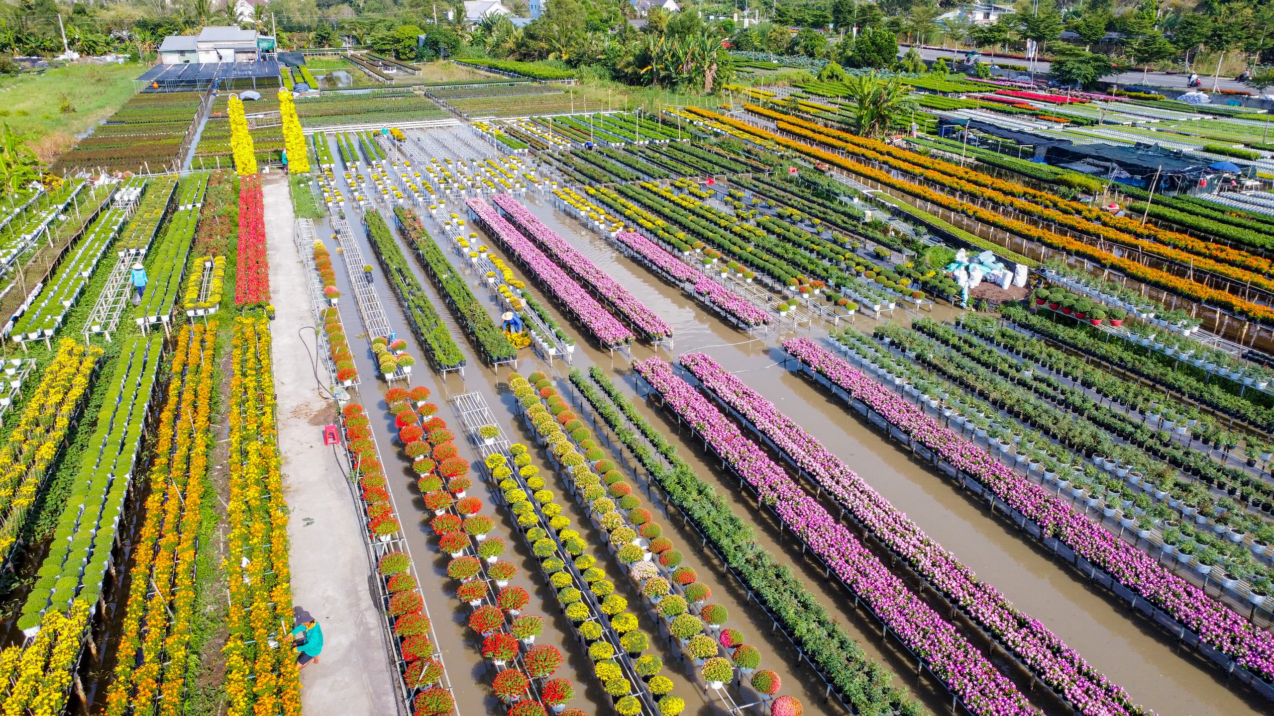 Du kh&aacute;ch th&iacute;ch th&uacute; kỹ thuật trồng hoa 'kh&ocirc;ng chạm đất' ở l&agrave;ng hoa Sa Đ&eacute;c- Ảnh 3.