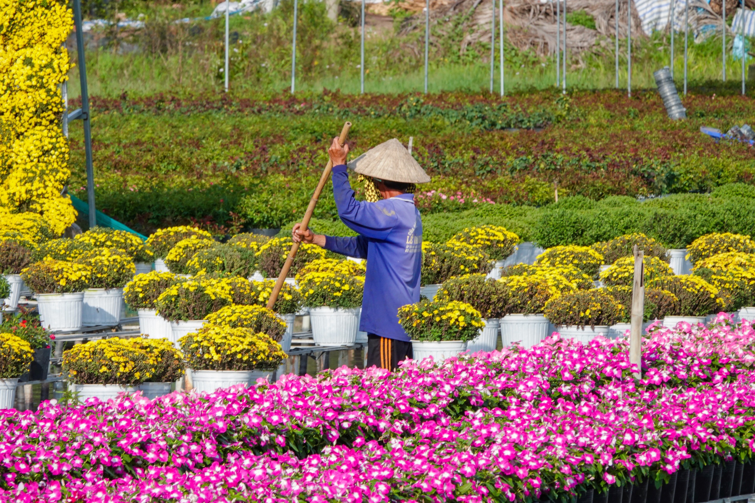 Du kh&aacute;ch th&iacute;ch th&uacute; kỹ thuật trồng hoa 'kh&ocirc;ng chạm đất' ở l&agrave;ng hoa Sa Đ&eacute;c- Ảnh 4.