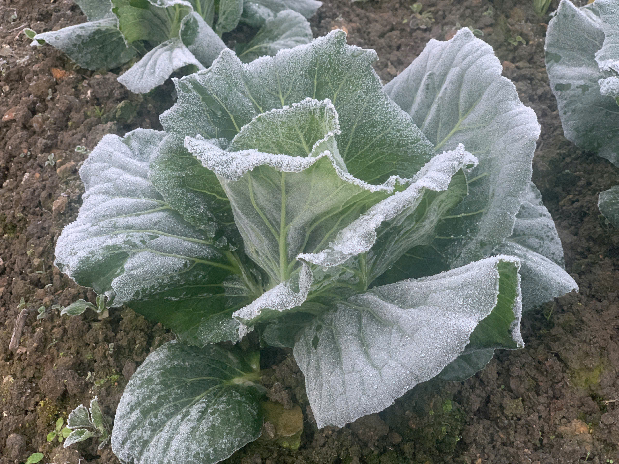 Nhiệt độ xuống dưới 0 độ C, băng gi&aacute; xuất hiện ở miền n&uacute;i Nghệ An - Ảnh 5.