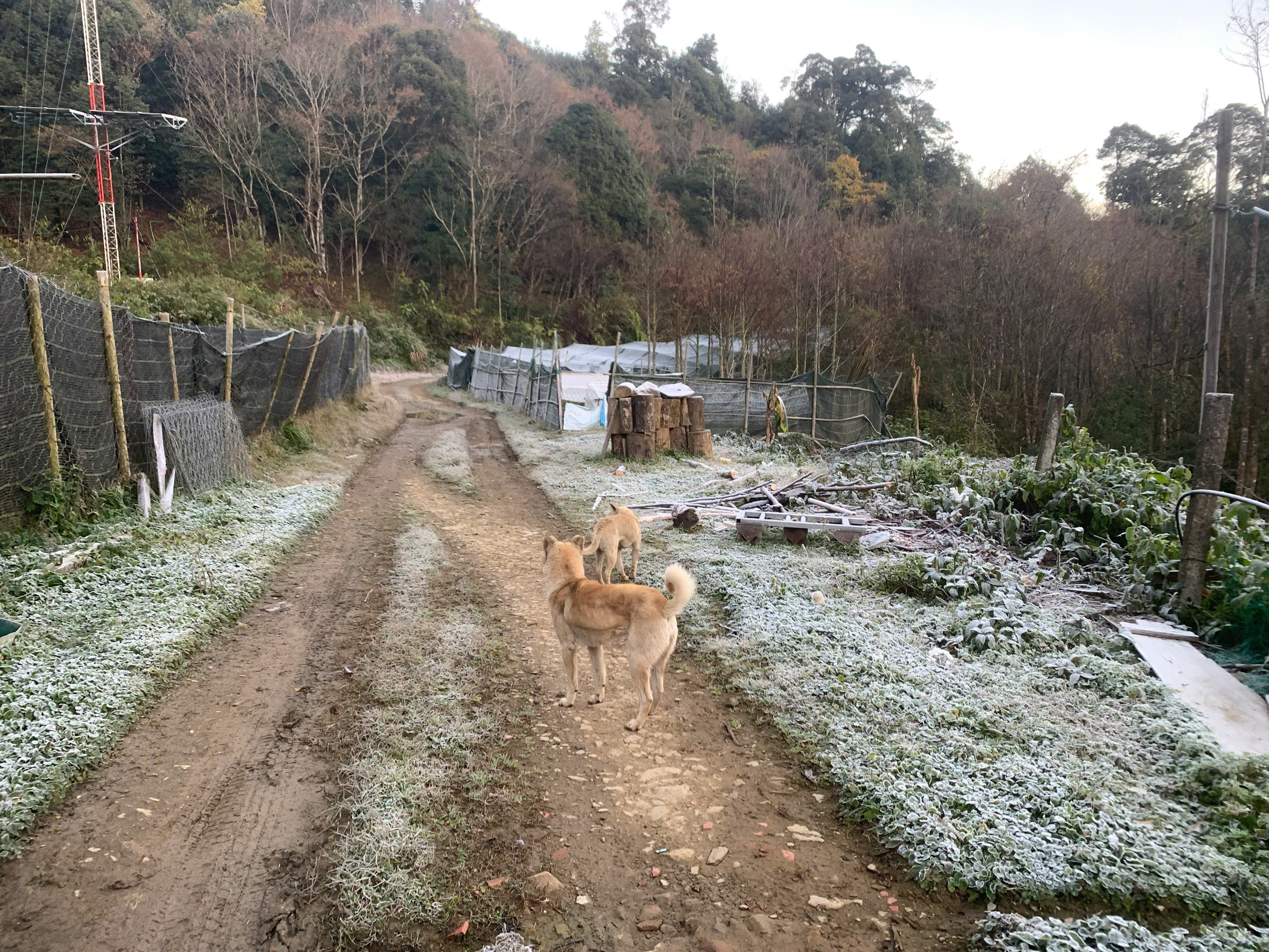 Nhiệt độ xuống dưới 0 độ C, băng gi&aacute; xuất hiện ở miền n&uacute;i Nghệ An - Ảnh 3.