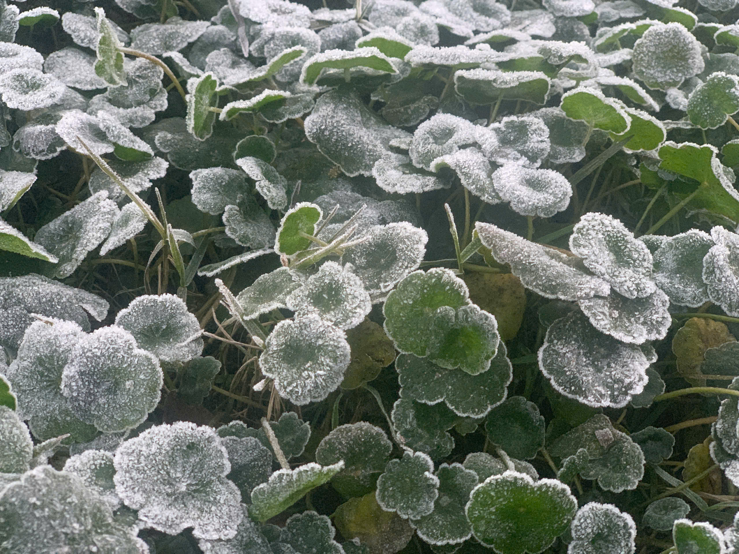 Nhiệt độ xuống dưới 0 độ C, băng gi&aacute; xuất hiện ở miền n&uacute;i Nghệ An - Ảnh 4.