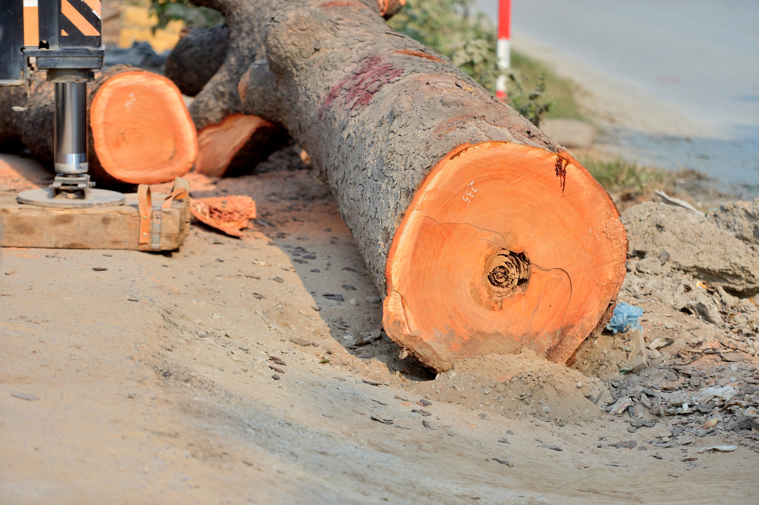 H&agrave; Nội: H&agrave;ng x&agrave; cừ cổ thụ bị cưa phục vụ dự &aacute;n đường gần 3.400 tỉ - Ảnh 14.