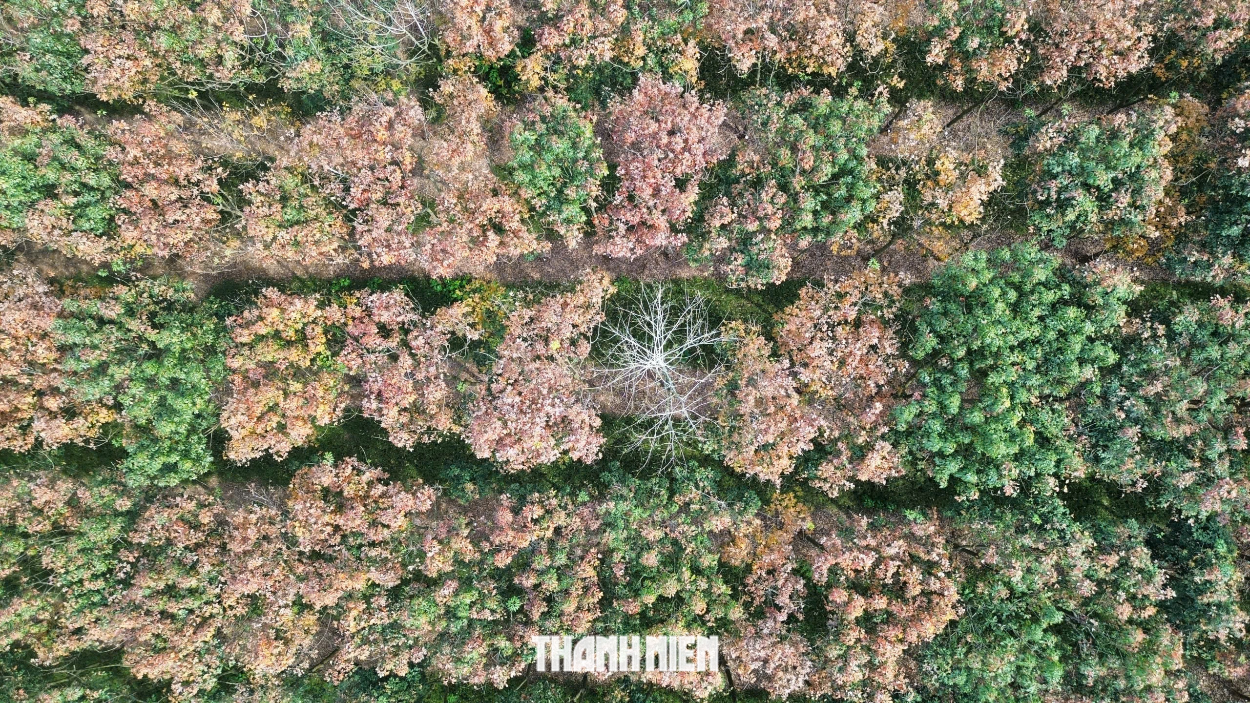 Cuối đông, cao tốc Phan Thiết - Dầu Giây qua rừng cao su đẹp 'lạnh lùng' - Ảnh 8.