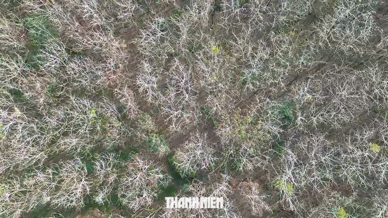 Cuối đông, cao tốc Phan Thiết - Dầu Giây qua rừng cao su đẹp 'lạnh lùng' - Ảnh 6.