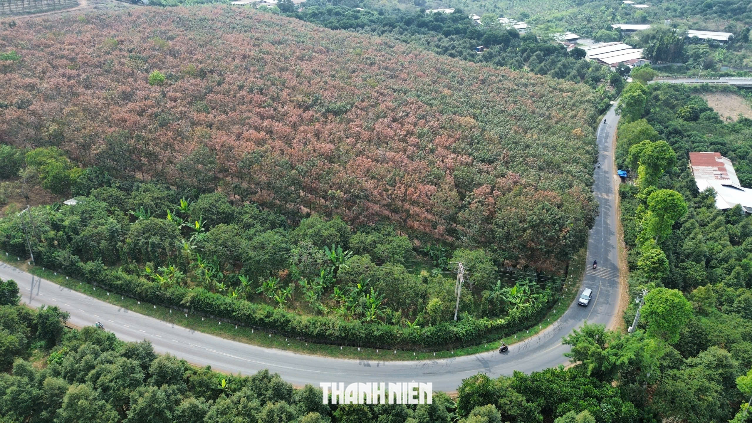 Cuối đông, cao tốc Phan Thiết - Dầu Giây qua rừng cao su đẹp 'lạnh lùng' - Ảnh 7.