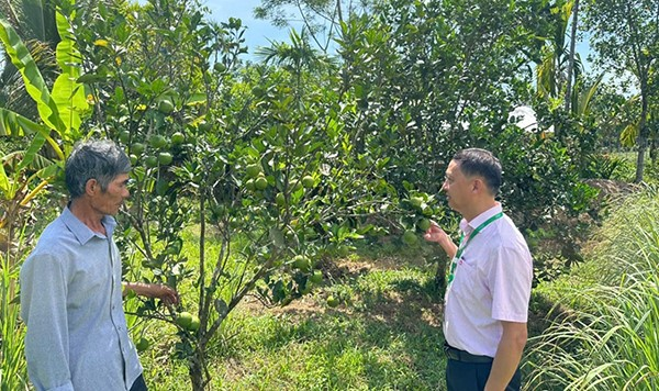 Vốn chính sách tiếp sức cựu chiến binh trên 'mặt trận' làm giàu - Ảnh 1.