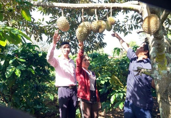 Thoát nghèo nhờ 'cần câu' từ NHCSXH - Ảnh 2.
