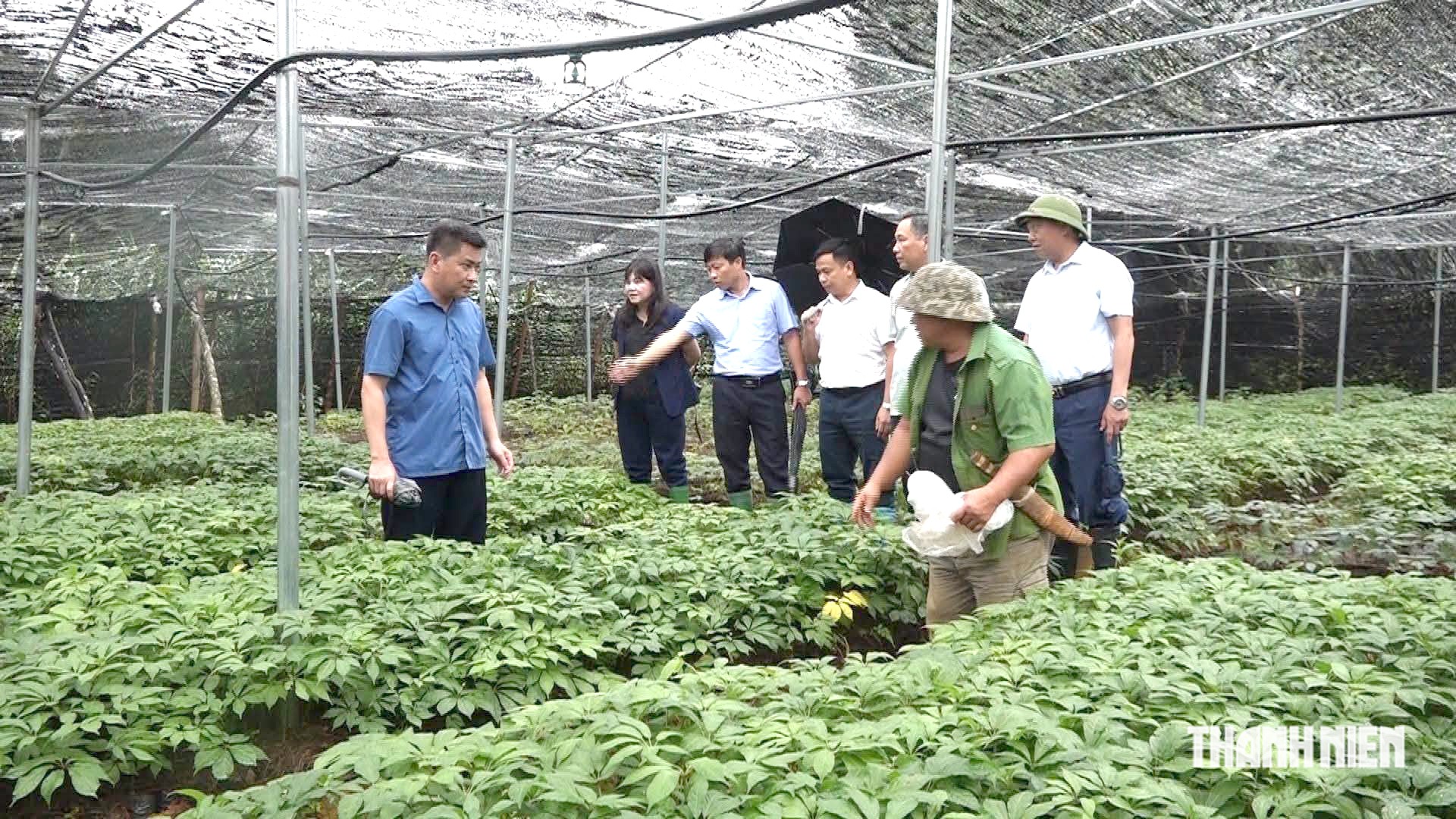 Định danh giá trị sâm Việt: Sâm 'dỏm' hay cái tên bị đánh tráo?- Ảnh 1.