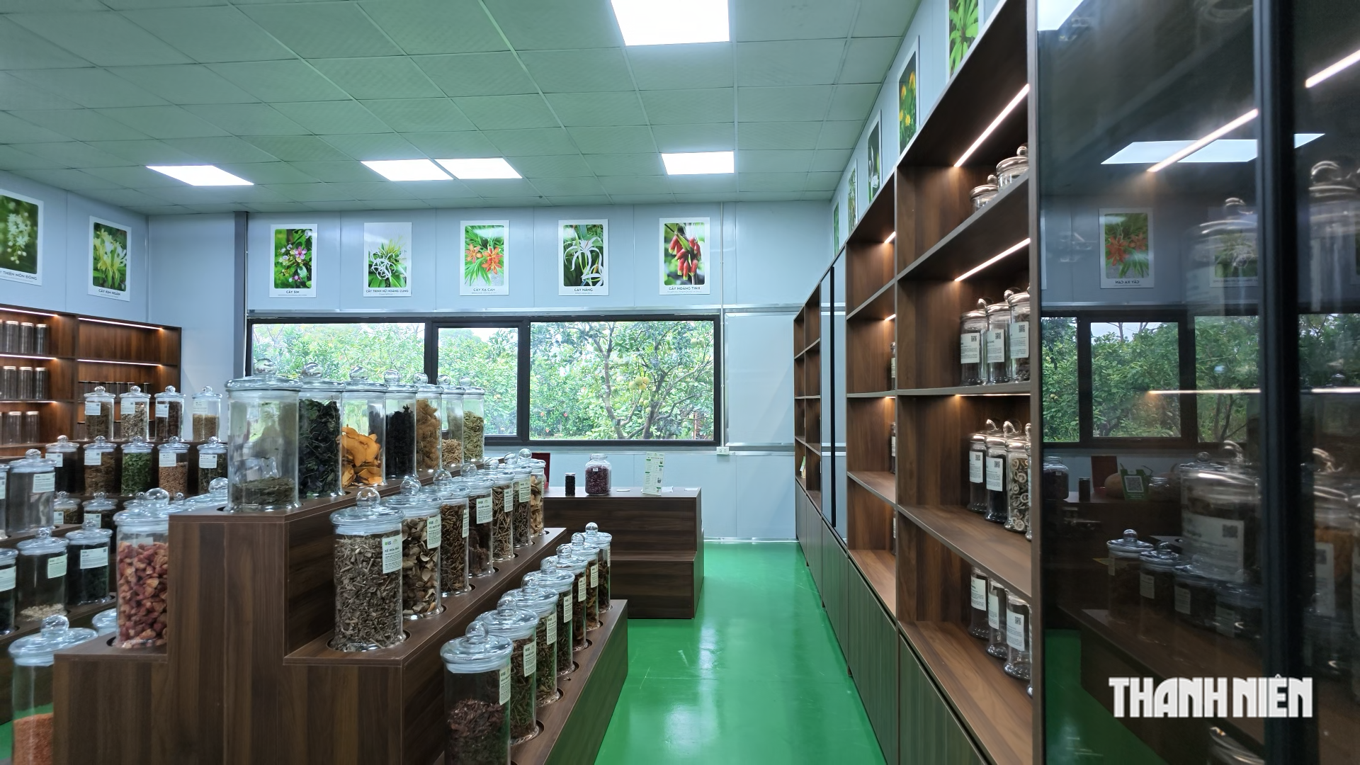 Cùng sống xanh 170: Đánh thức tiềm năng dược liệu Việt - Ảnh 2.