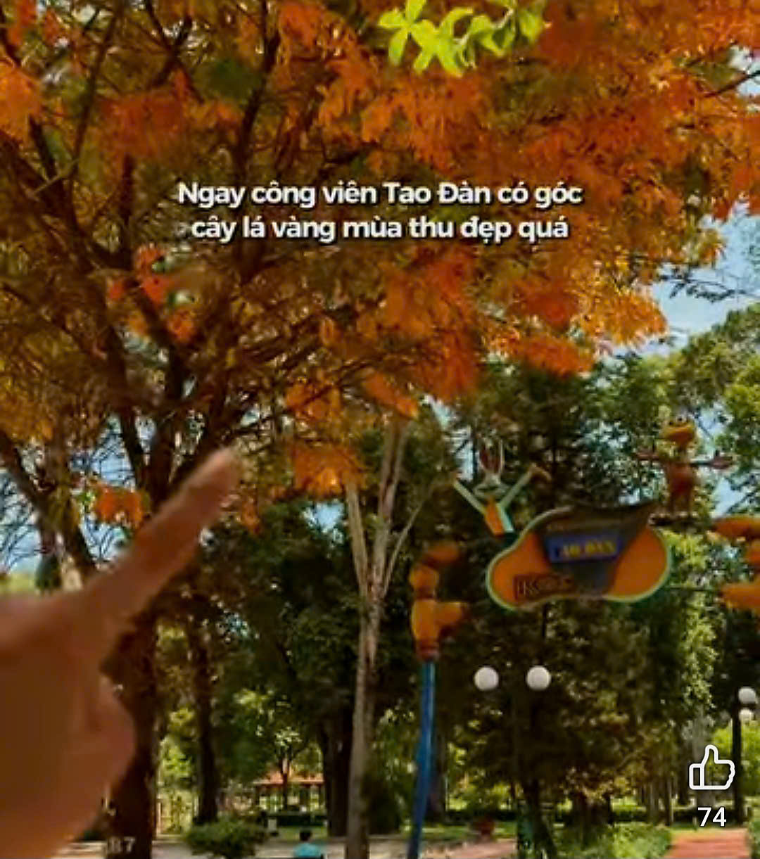 Đi tìm 'mùa thu' ở TP.HCM, nhiều người ngơ ngác: Lá vàng mộng mơ đâu rồi? - Ảnh 1.