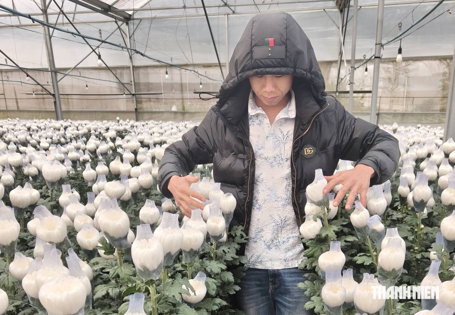 Vợ chồng ở Đà Lạt tặng 4.000 cành cúc trắng tiễn đưa 731 hài cốt liệt sĩ- Ảnh 1.
