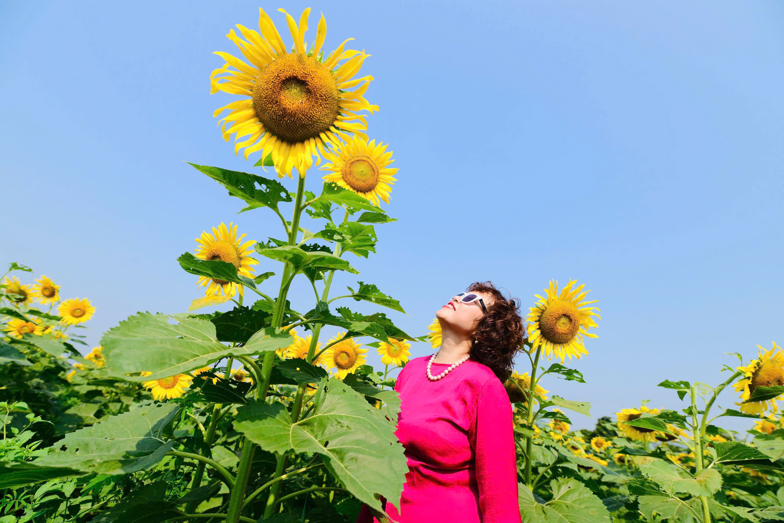 Mãn nhãn với cánh đồng hoa hướng dương vàng rực ở Nghệ An - Ảnh 8.