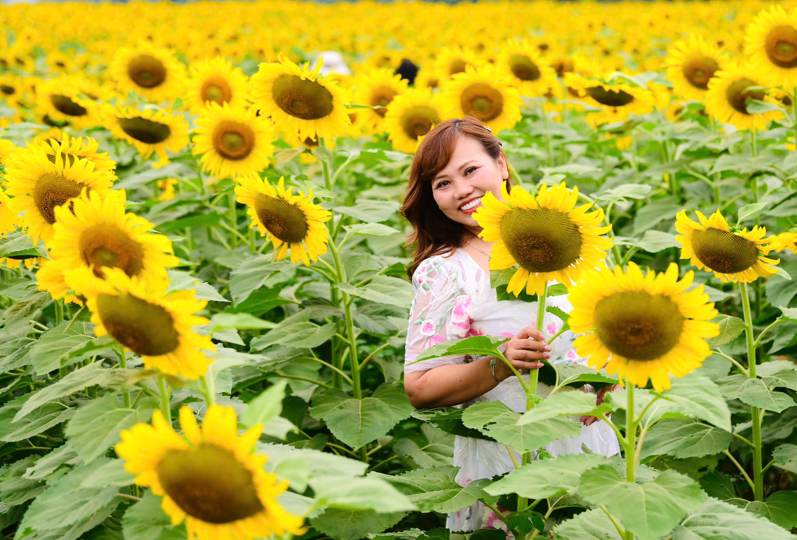Mãn nhãn với cánh đồng hoa hướng dương vàng rực ở Nghệ An - Ảnh 4.
