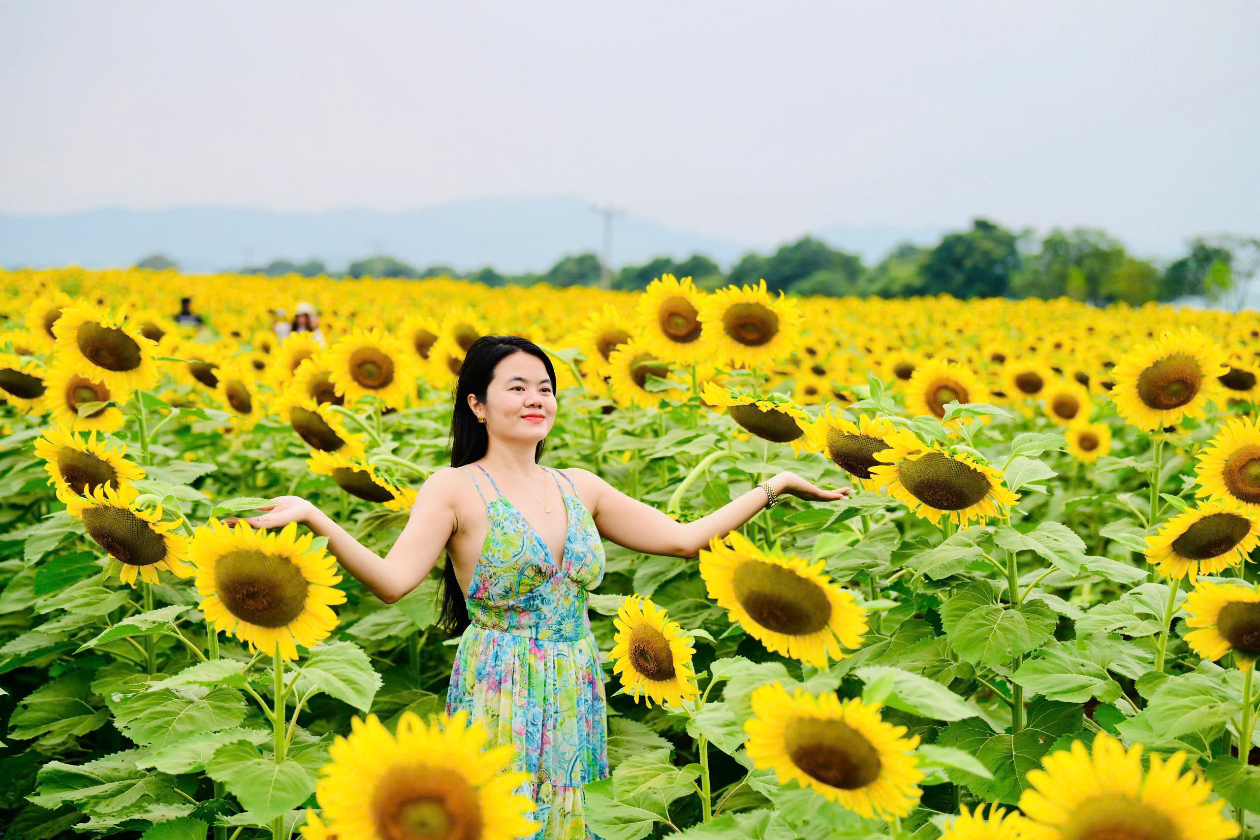 Mãn nhãn với cánh đồng hoa hướng dương vàng rực ở Nghệ An - Ảnh 6.