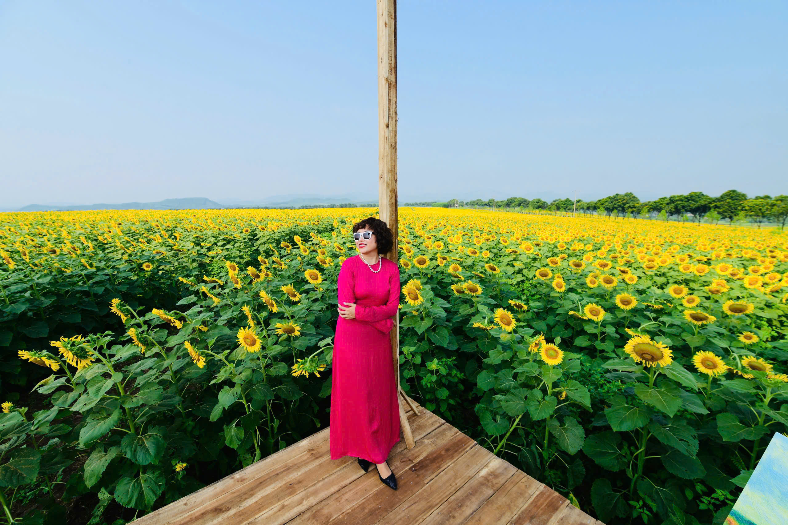 Mãn nhãn với cánh đồng hoa hướng dương vàng rực ở Nghệ An - Ảnh 12.