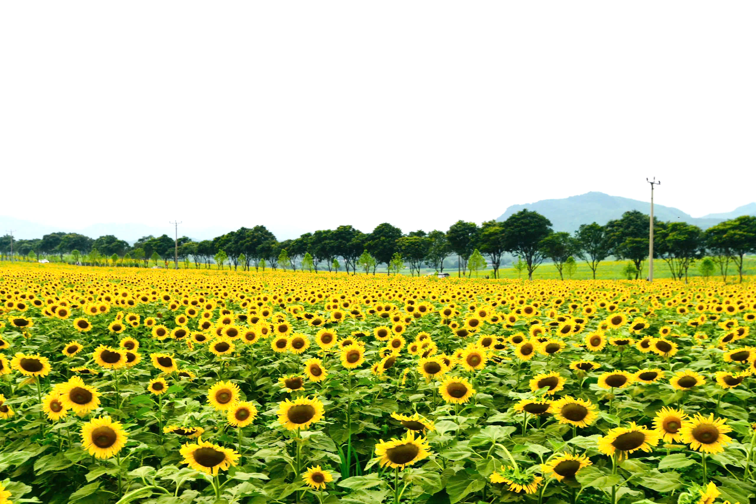 Mãn nhãn với cánh đồng hoa hướng dương vàng rực ở Nghệ An - Ảnh 3.