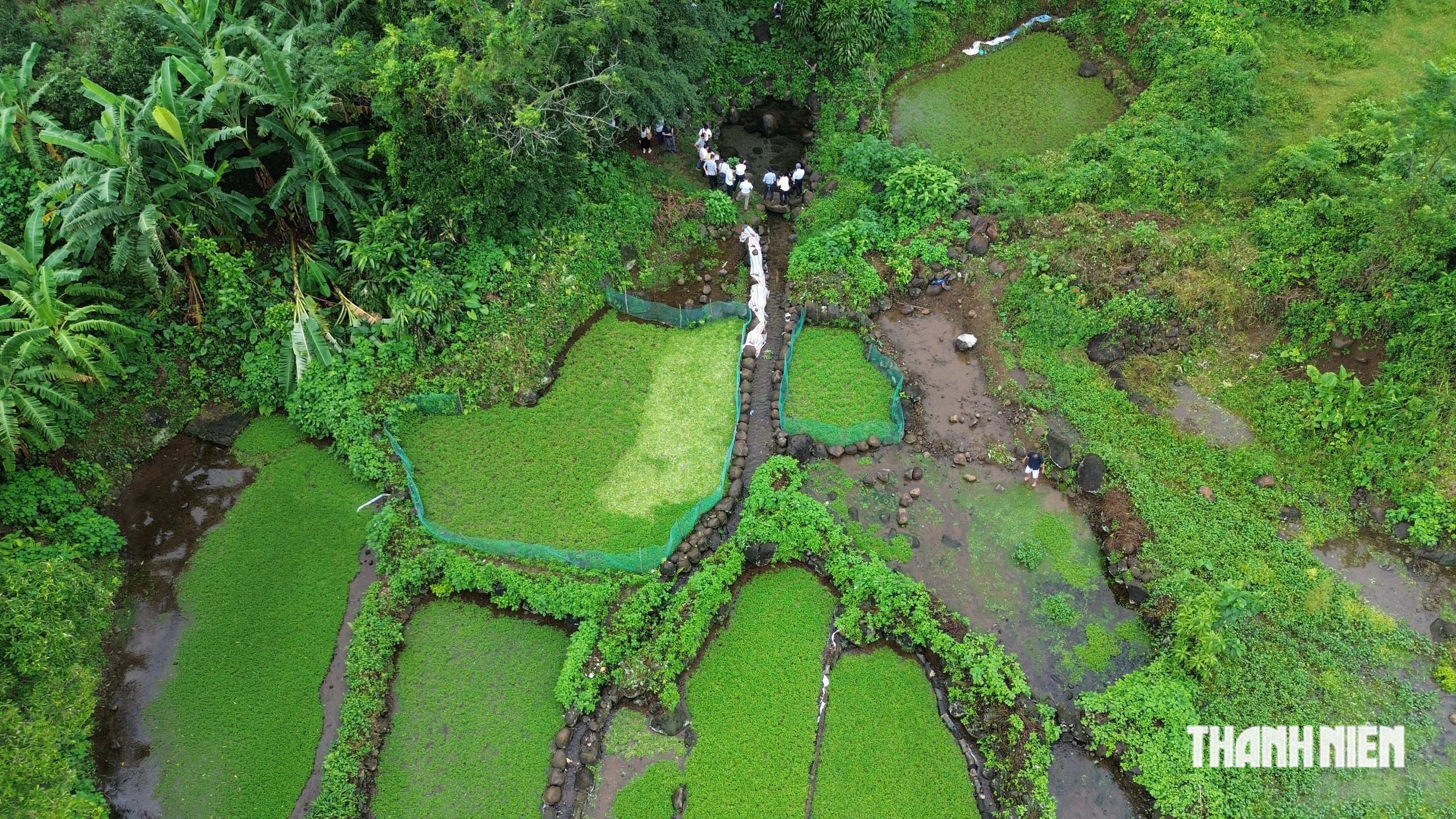 Mối lương duyên 'độc nhất vô nhị' giữa giếng cổ Chăm ngàn năm và loại rau lạ- Ảnh 3.