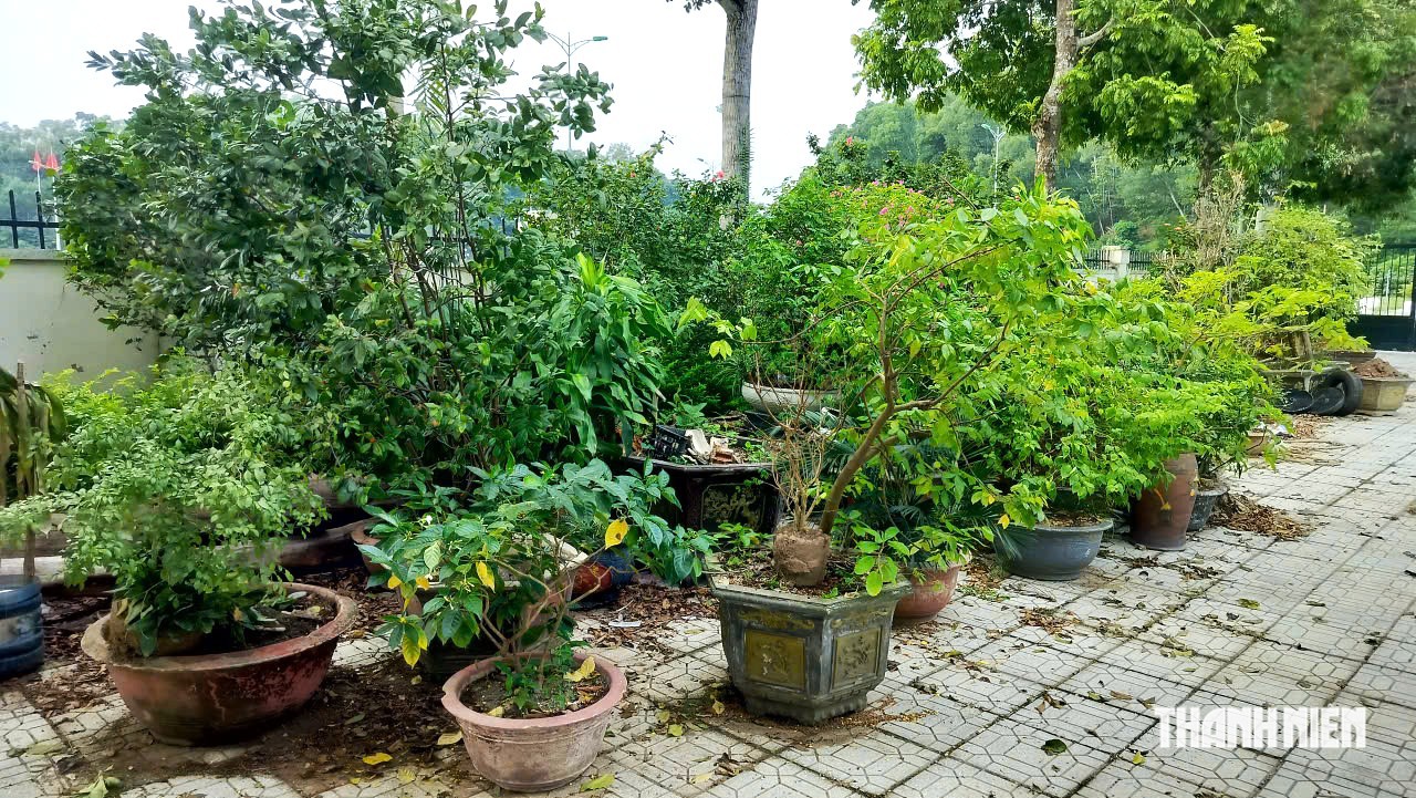 Cây cảnh tịch thu của dân đặt trên vỉa hè được xử lý như thế nào? - Ảnh 1.