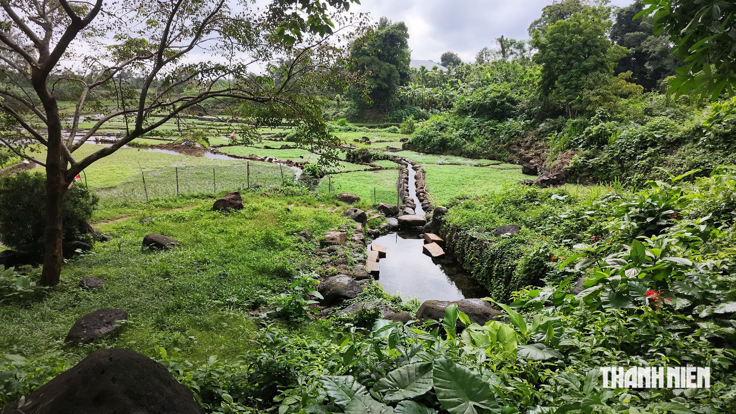 Mối lương duyên 'độc nhất vô nhị' giữa giếng cổ Chăm ngàn năm và loại rau lạ- Ảnh 5.