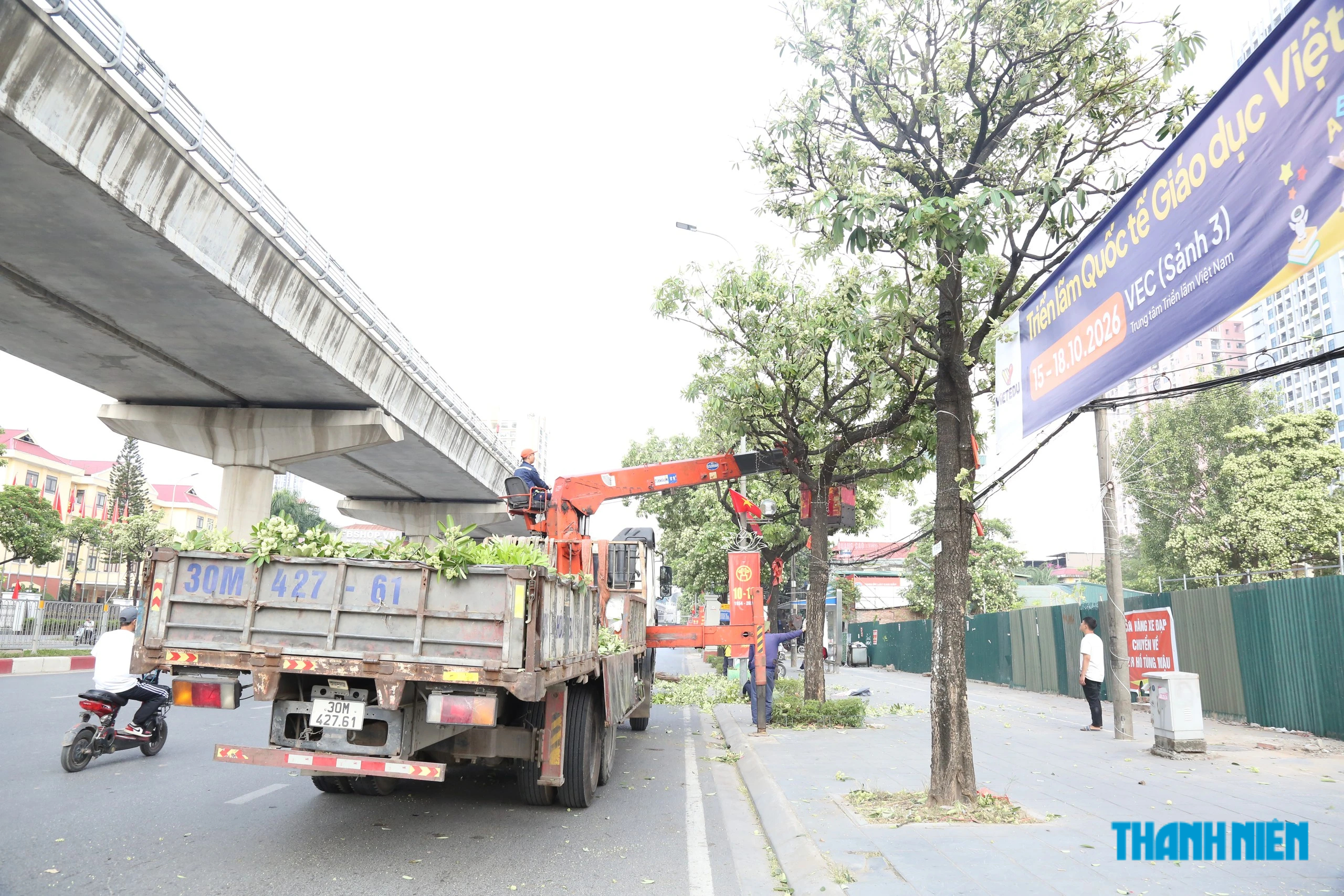 Hà Nội cắt tỉa hoa sữa, người dân thích thú nhặt cành to về cắm- Ảnh 2.