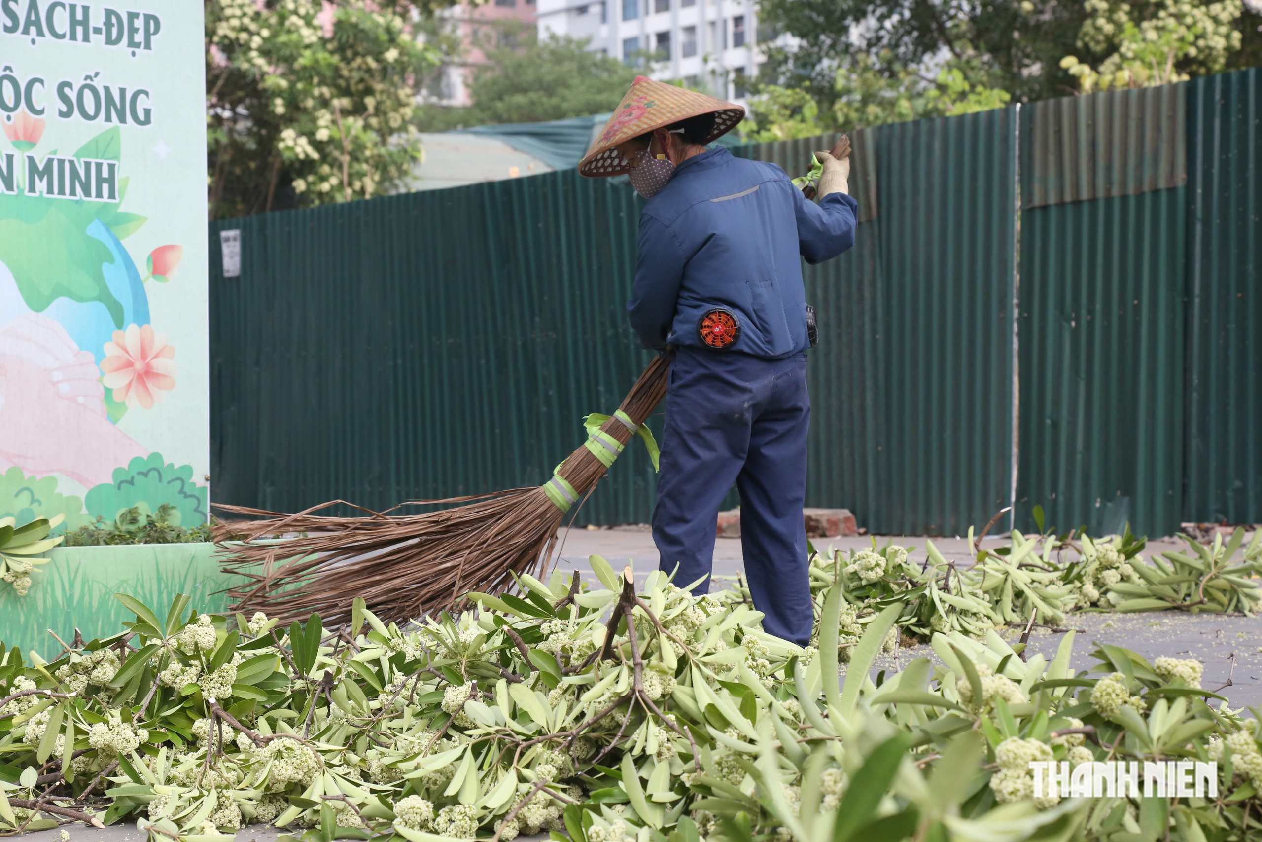 Hà Nội cắt tỉa hoa sữa, người dân thích thú nhặt cành to về cắm- Ảnh 3.