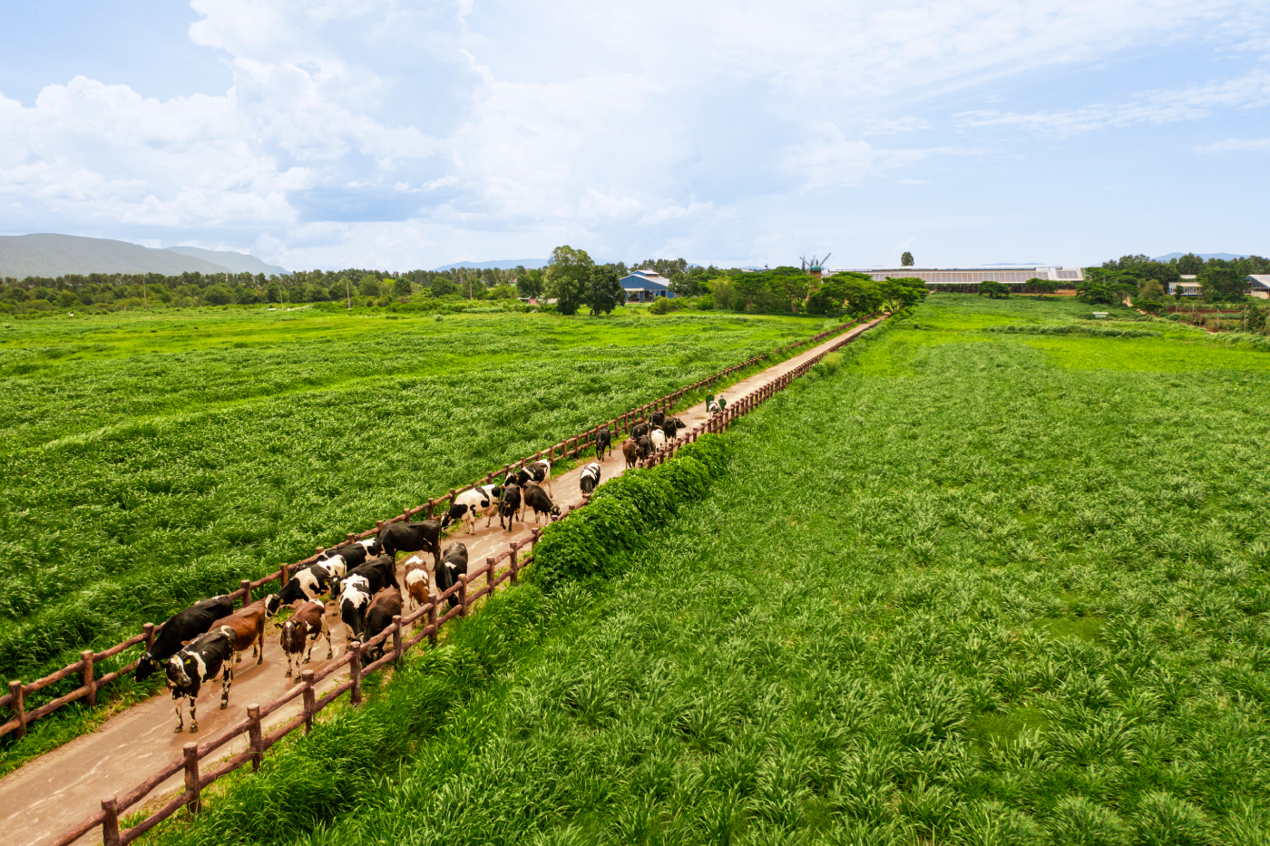 18 năm đạt Thương hiệu quốc gia và hành trình không ngừng nâng chuẩn của Vinamilk - Ảnh 4.