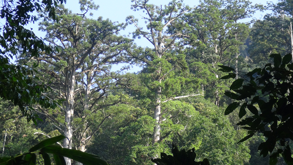 Báu vật rừng già: Bí mật giữa đại ngàn- Ảnh 6.