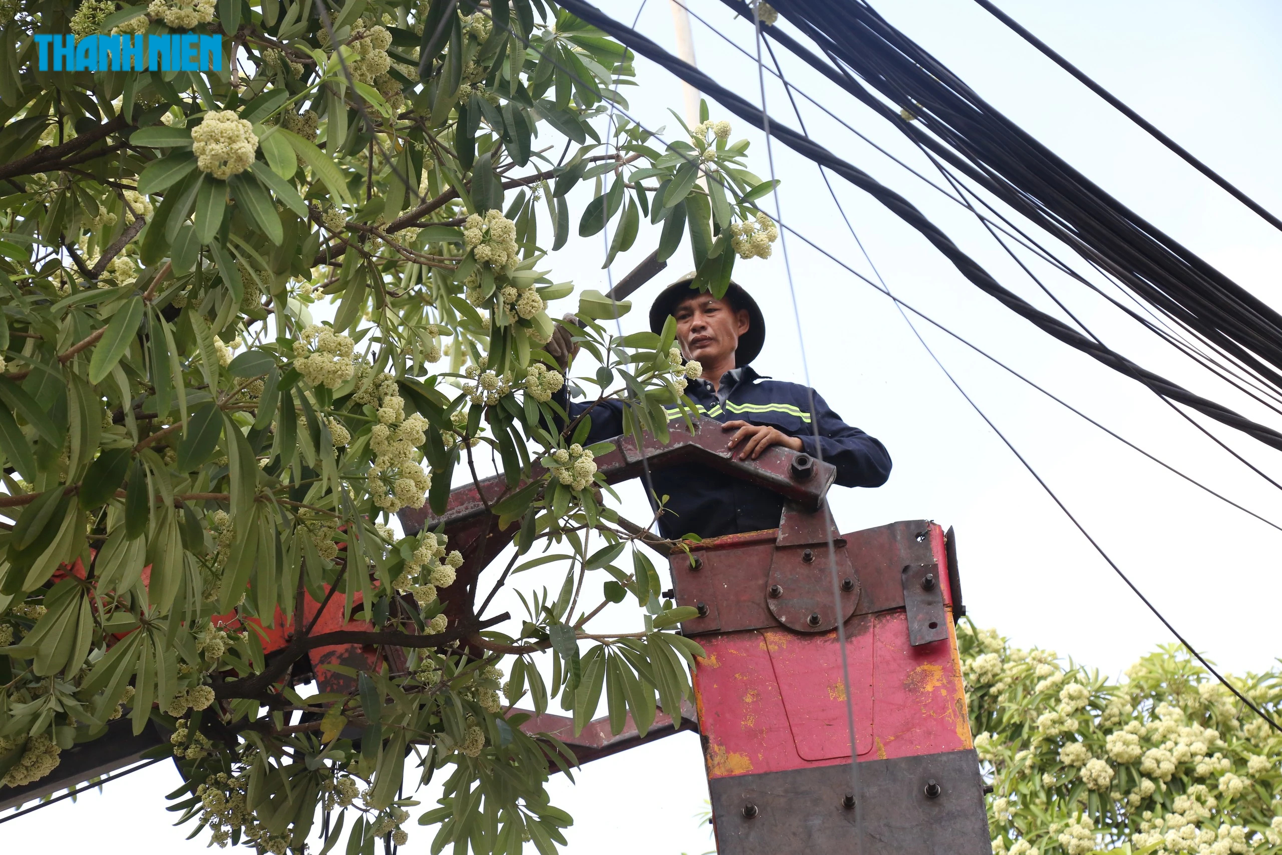 Hà Nội hỏi ý kiến người dân việc điều chỉnh mật độ cây hoa sữa- Ảnh 1.