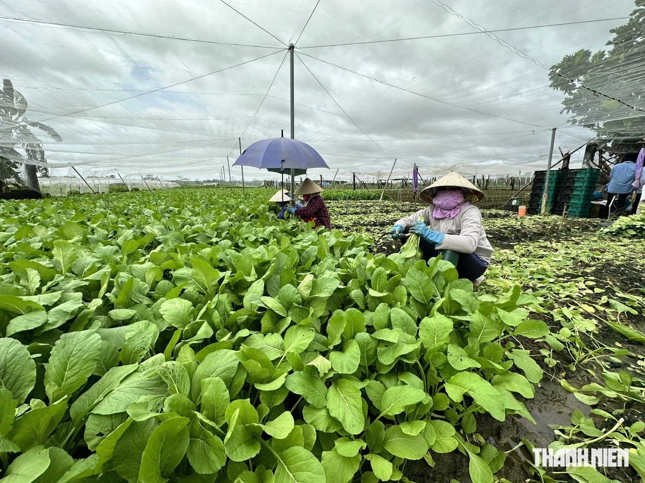 Mưa lũ bất thường, nông nghiệp thiệt hại nặng - Ảnh 2.