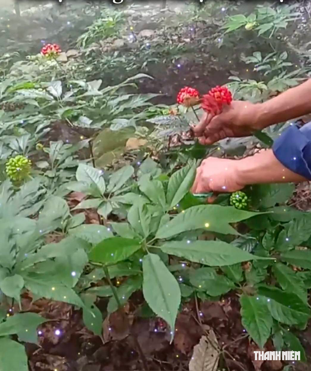 Định danh giá trị sâm Việt: Sự lầm tưởng tai hại! - Ảnh 4.