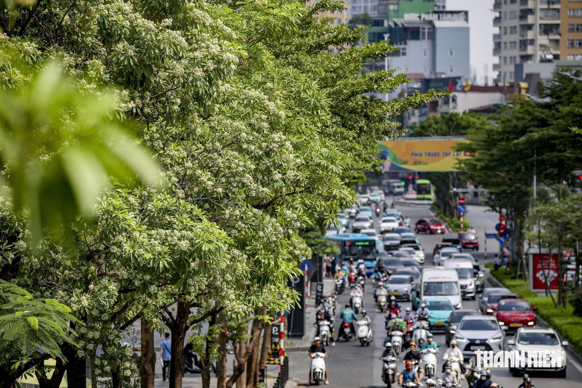 'Hoa sữa thôi rơi...', lòng người vẫn nhớ- Ảnh 3.