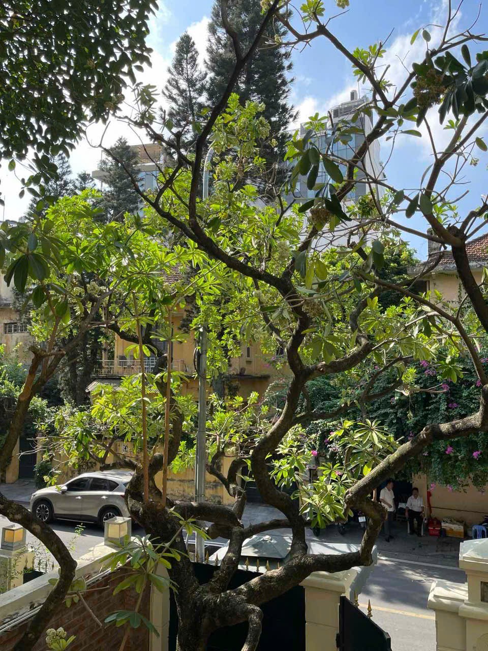 'Hoa sữa thôi rơi...', lòng người vẫn nhớ- Ảnh 2.