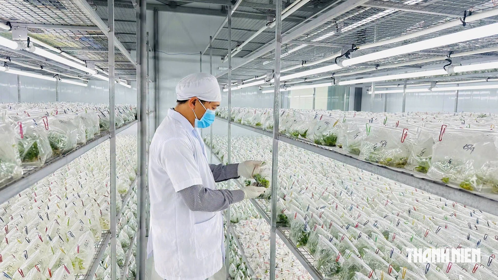 Đưa công nghệ vào cây giống, nâng tầm nông sản quê nhà - Ảnh 2.