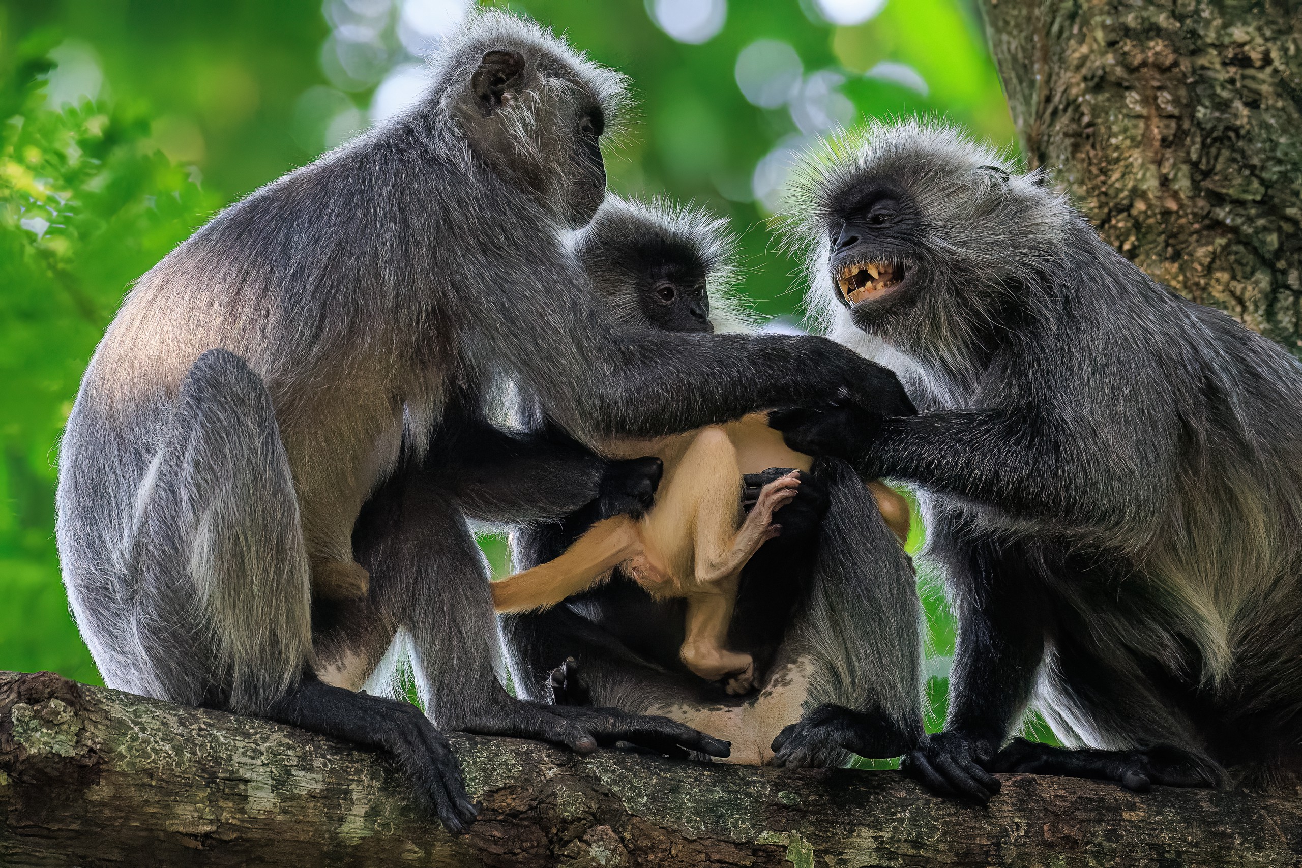 Voọc non có biểu cảm dễ thương, voọc mẹ quyết liệt bảo vệ con giữa bầy đàn - Ảnh 4.