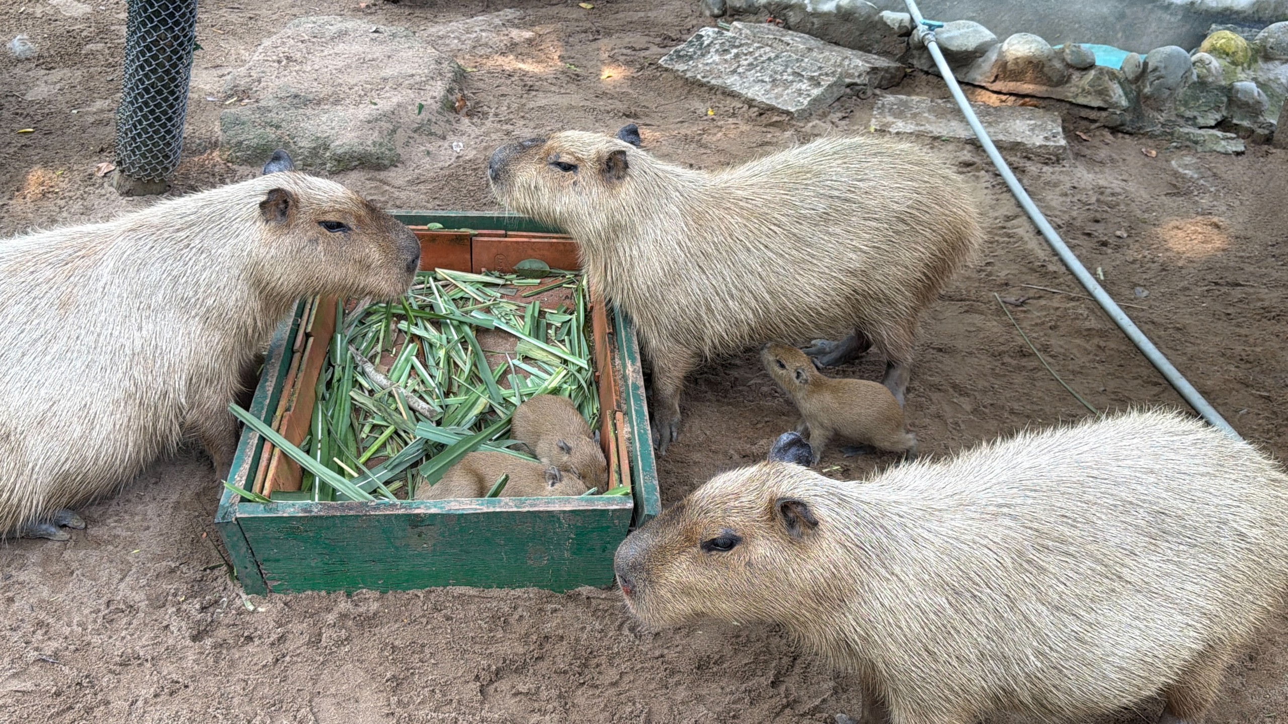 Thảo Cầm Viên đón 3 capybara con, mới sinh đã có răng, vài giờ sau biết đi- Ảnh 2.