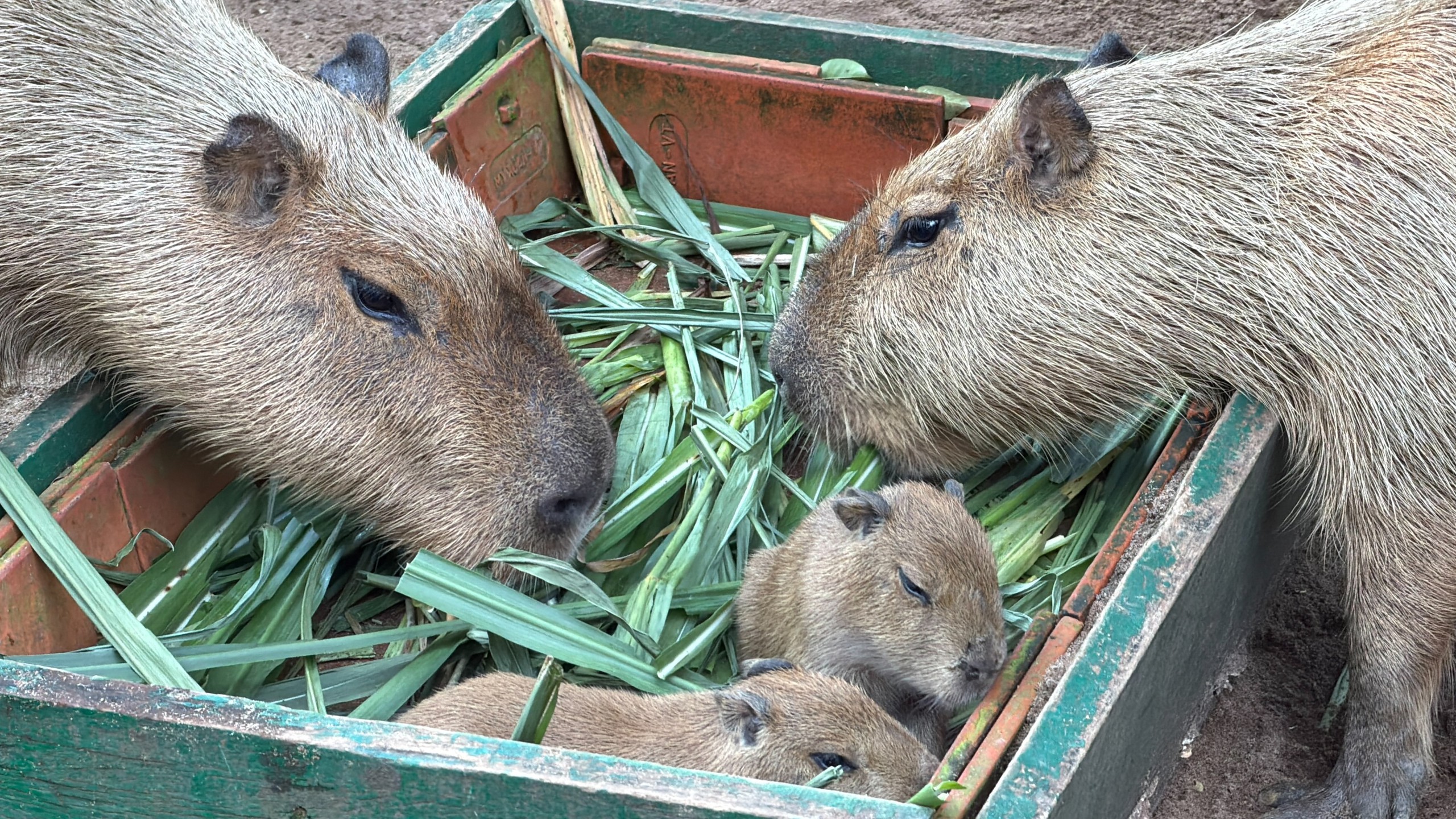 Thảo Cầm Viên đón 3 capybara con, mới sinh đã có răng, vài giờ sau biết đi- Ảnh 4.
